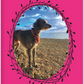 Loki the Deerhound, Notebook, Lined, Loki at the Beach, Paperback